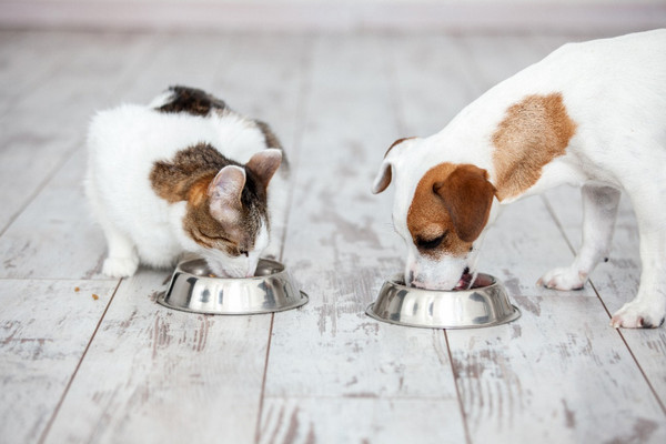 Рекомендации для владельцев кошек, как правильно подобрать корм животному