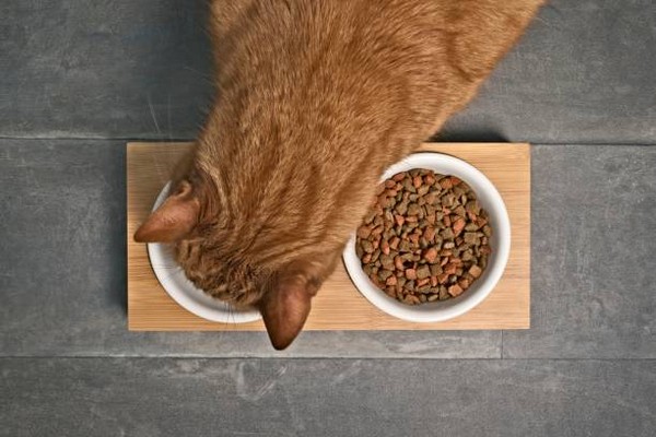 Рекомендации для владельцев кошек, как правильно подобрать корм животн