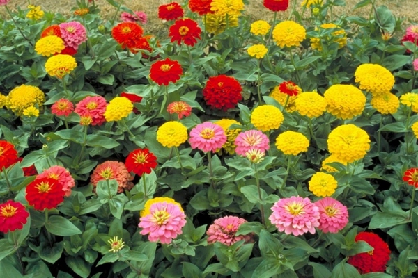 "Цінні поради вирощування прекрасної квітки": Як і коли саджати розсаду цинії