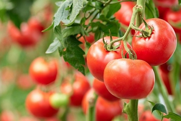 Чому квітів на помідорах багато, а врожаю немає: помилки городників