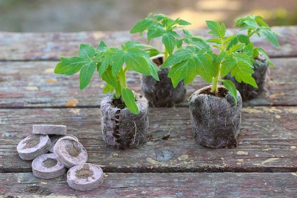 "Уражають коріння рослин": Чим обробити полуницю від довгоносика біологічними та агрохімічними засобами