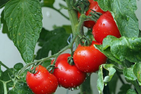 Чудо-спосіб для солодких томатів: чарівний склад, який змусить овочі радувати смаком