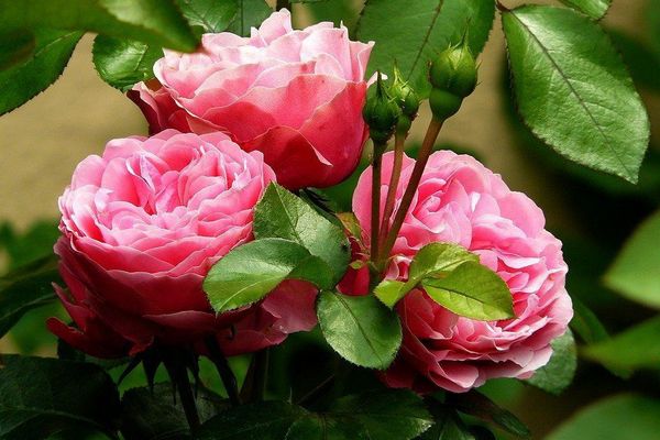 Як добитися рясного цвітіння троянд все літо: декілька простих порад