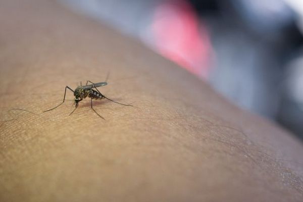 Комарі більше не набридатимуть на дачі: запам'ятайте цей спосіб захисту за допомогою ваніліну
