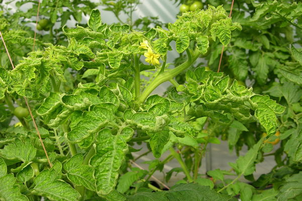 Що робити, якщо на помідорах починає скручуватися листя: підживлення, яке вирішить проблему