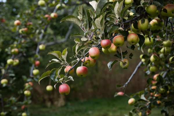 Яблука опадають незрілими: у чому причина і як із цим боротися