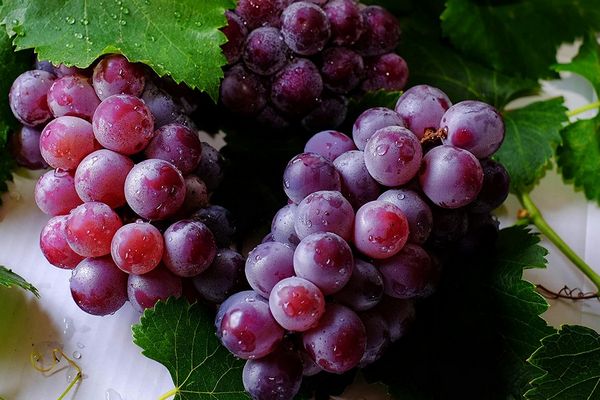 Як проводити обрізку та пасинкування винограду влітку