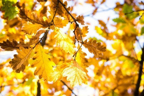 Прогноз погоди на 31 жовтня