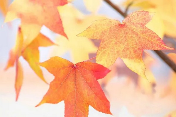 Прогноз погоди на 18 листопада