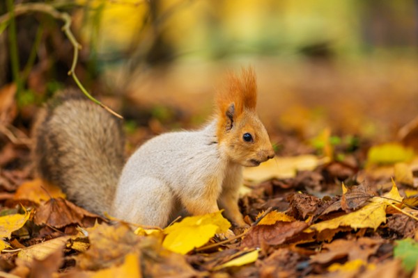 Прогноз погоди на 10 листопада