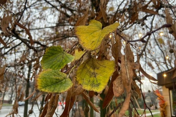 Прогноз погоди на 1 грудня