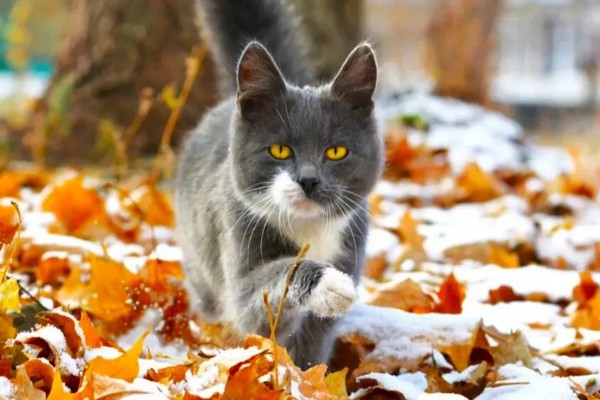 Прогноз погоди на 25 листопада