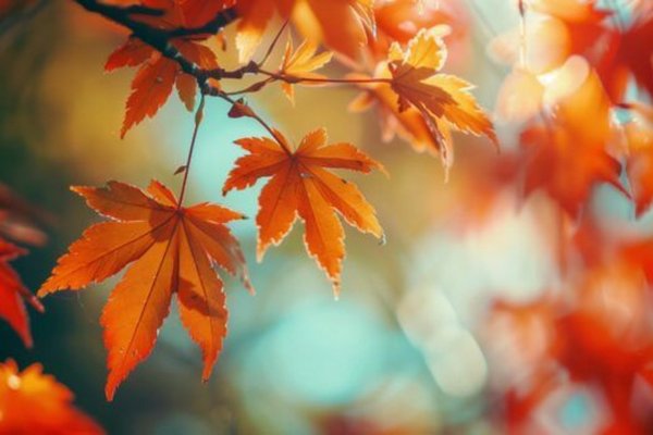 Прогноз погоди на 5 листопада