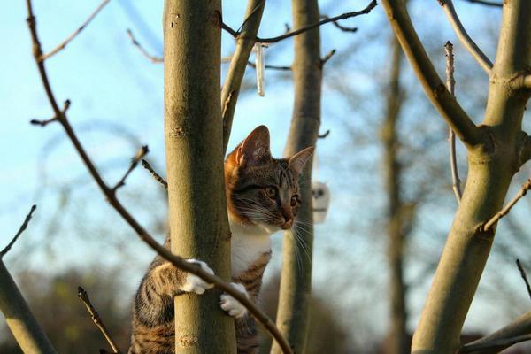 Прогноз погоди на 5 грудня