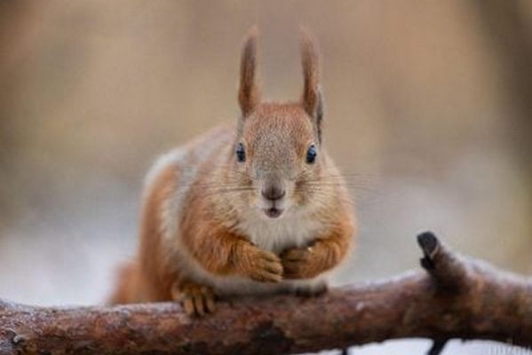 Прогноз погоди на 19 листопада