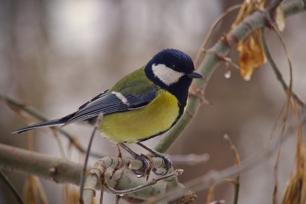 Прогноз погоди на 8 грудня