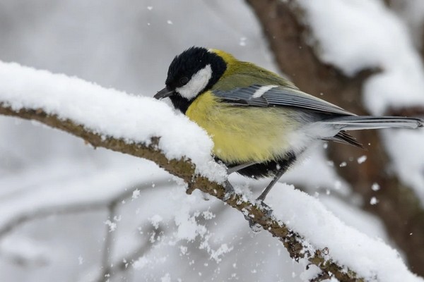 Прогноз погоди на 30 грудня