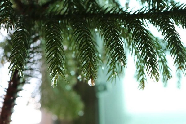 Прогноз погоди на 11 грудня