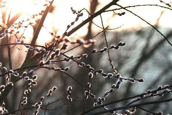 Прогноз погоди на 13 лютого