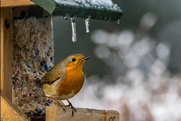 Прогноз погоди на 28 січня