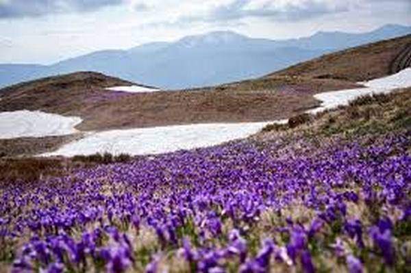 Весняні ритми Закарпаття: актуальний прогноз погоди у Хусті