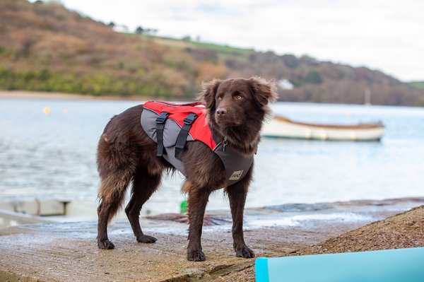 Как выбрать спасательный жилет для собаки?