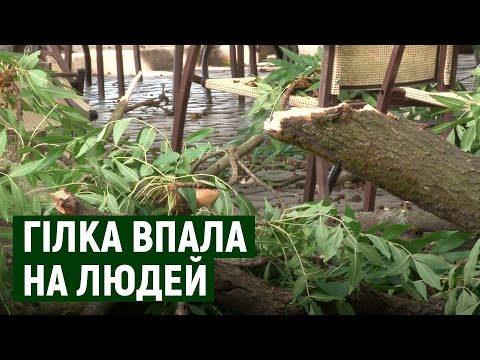 З ясена Масарика в Ужгороді відламалася гілка та впала на людей