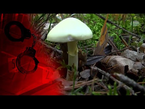 Діти насмерть отруїлися грибами - трагедія на Вінниччині | Надзвичайні новини